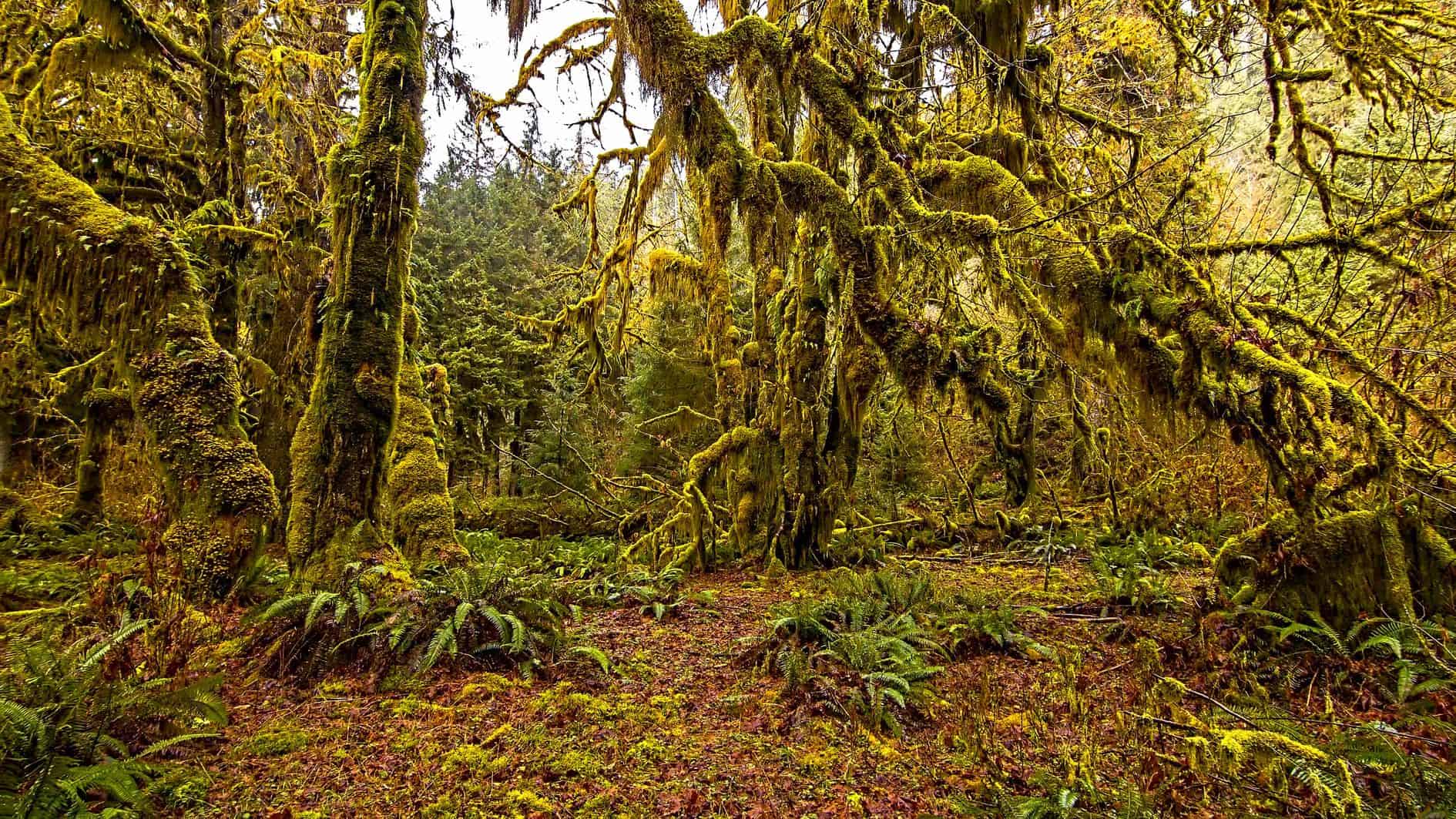 There's a Growing Movement to Quiet the Noise in Olympic National Park