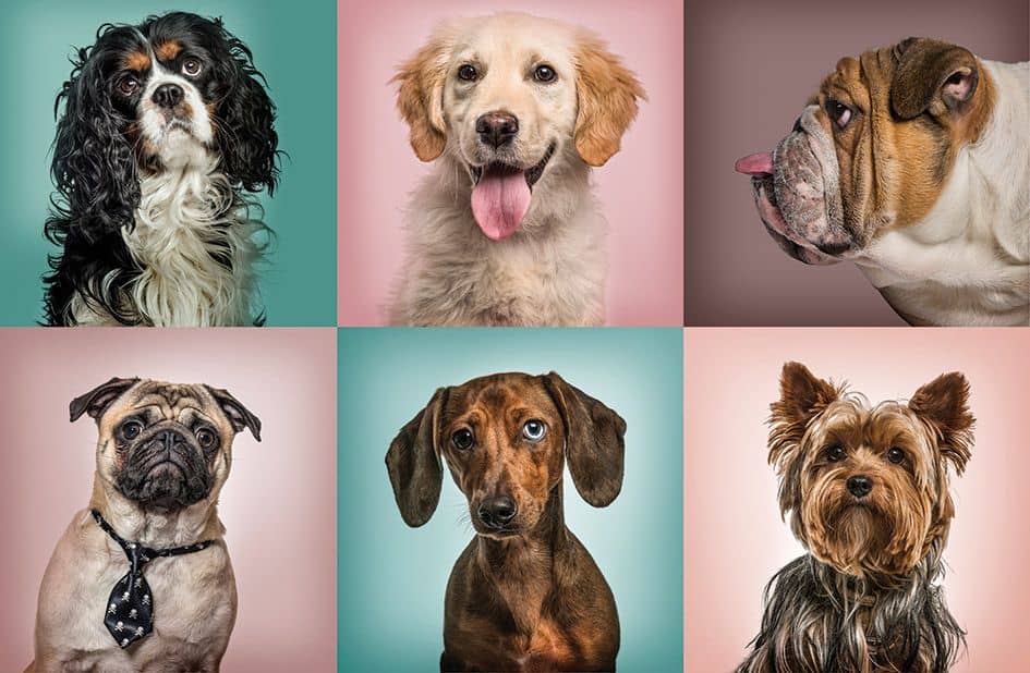 4 Seattle Businesses All About Dogs