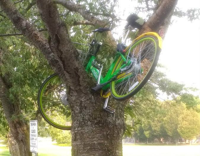 limebike-tree-crop