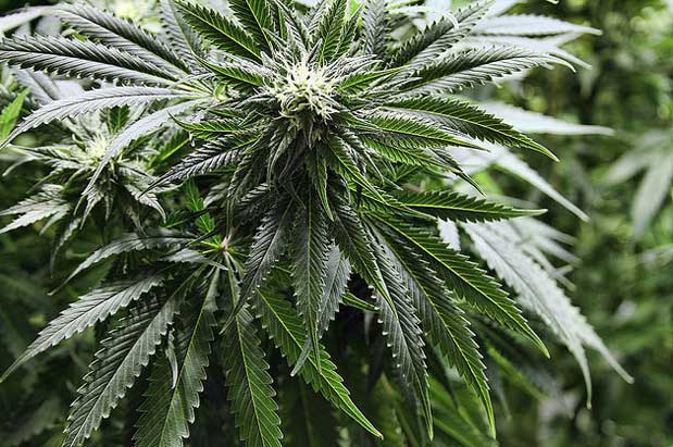 Car Thefts on the Rise, Holiday Pot Sales & More