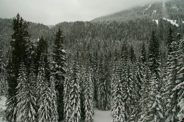 Activists in Westlake Park, Snow, Tolls & More