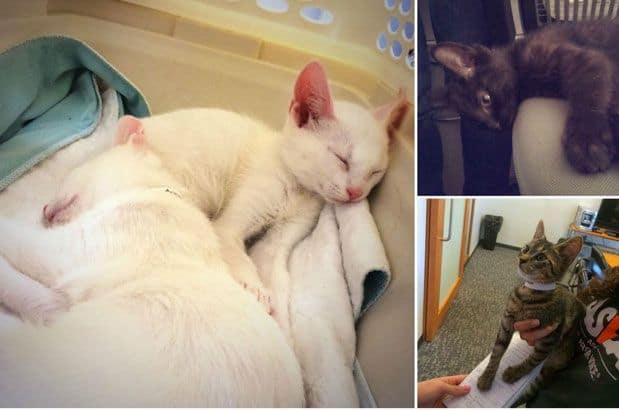 Kittens! Delivered to Your Office!