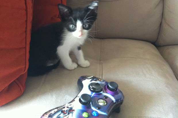 It's National Cat Day: Snuggles For All Via Uber
