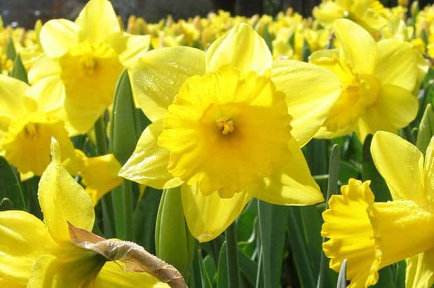Prep Your Flower Vases: Daffodil Day is Today!
