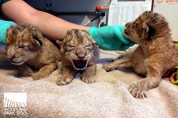 Lion Cubs Born, Eastside Pot Shop Opens & More
