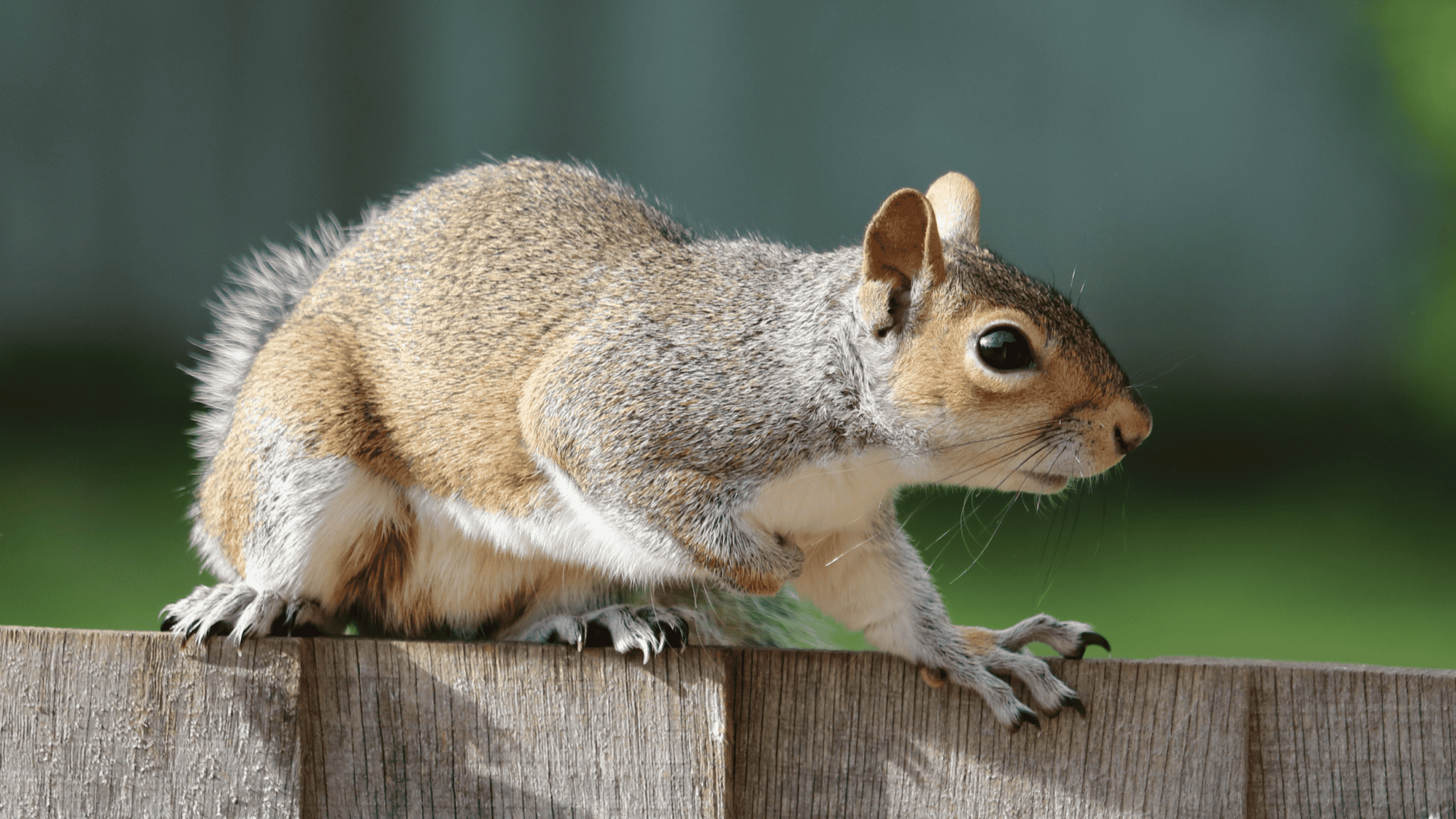 pexels-pixabay-feature-cropped