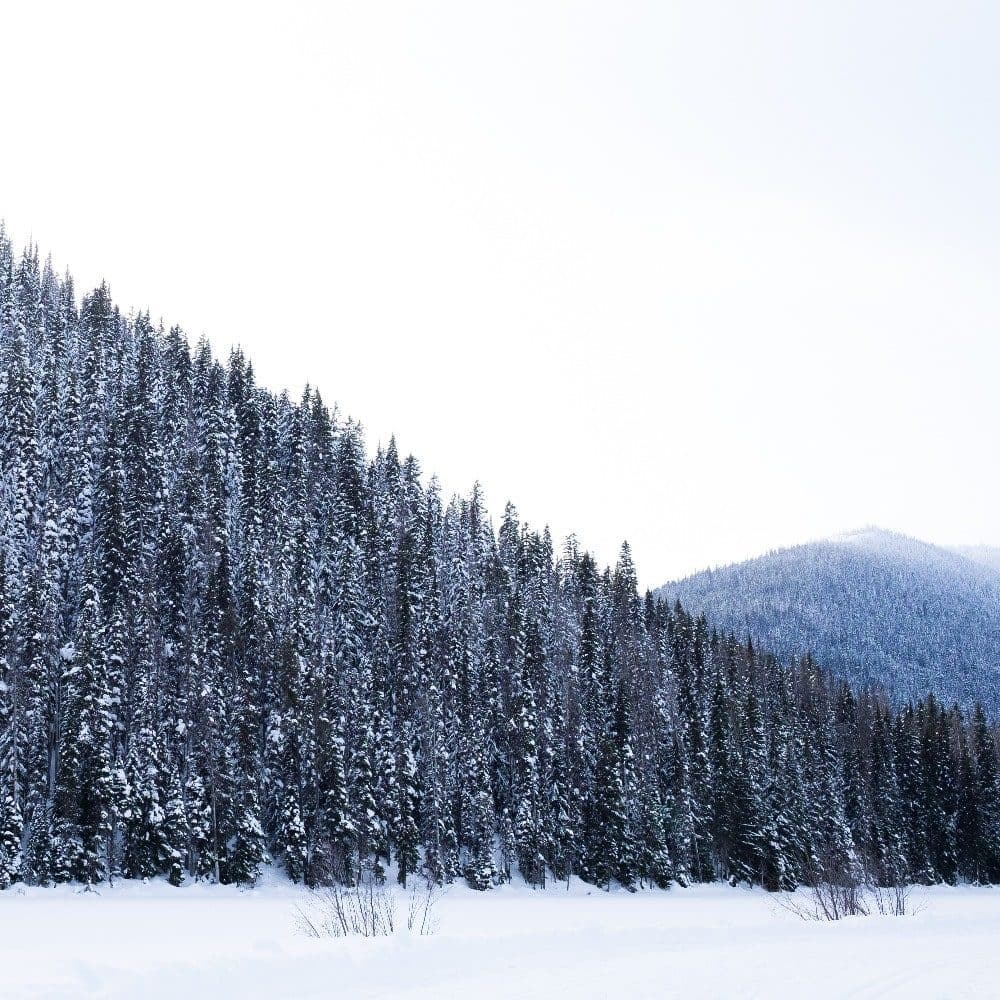 A Stunning BC Beauty