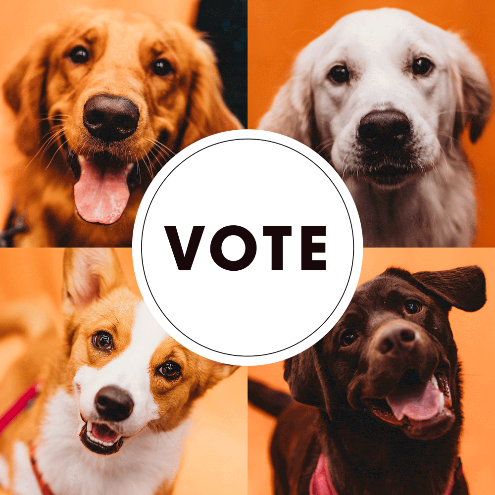 A Contest You Can Sink Your Teeth Into: Vote For Seattle’s Cutest Dog - The final showdown!