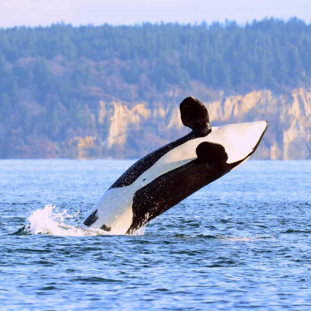 A Whale of a Splash