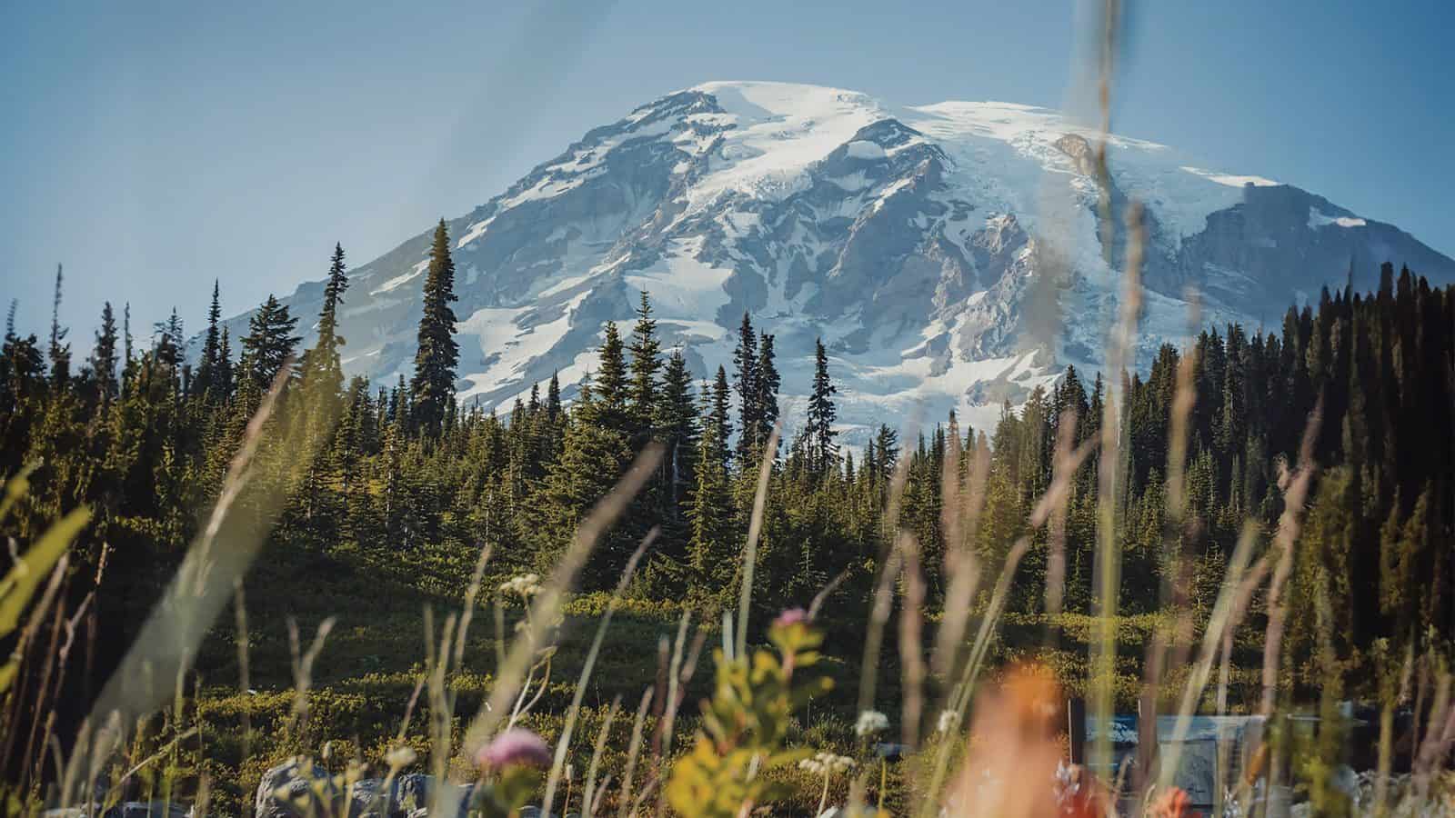 A snow-covered volcano looms in the distance, with a forest of tall evergreen trees in the foreground, viewed through blurred grasses.