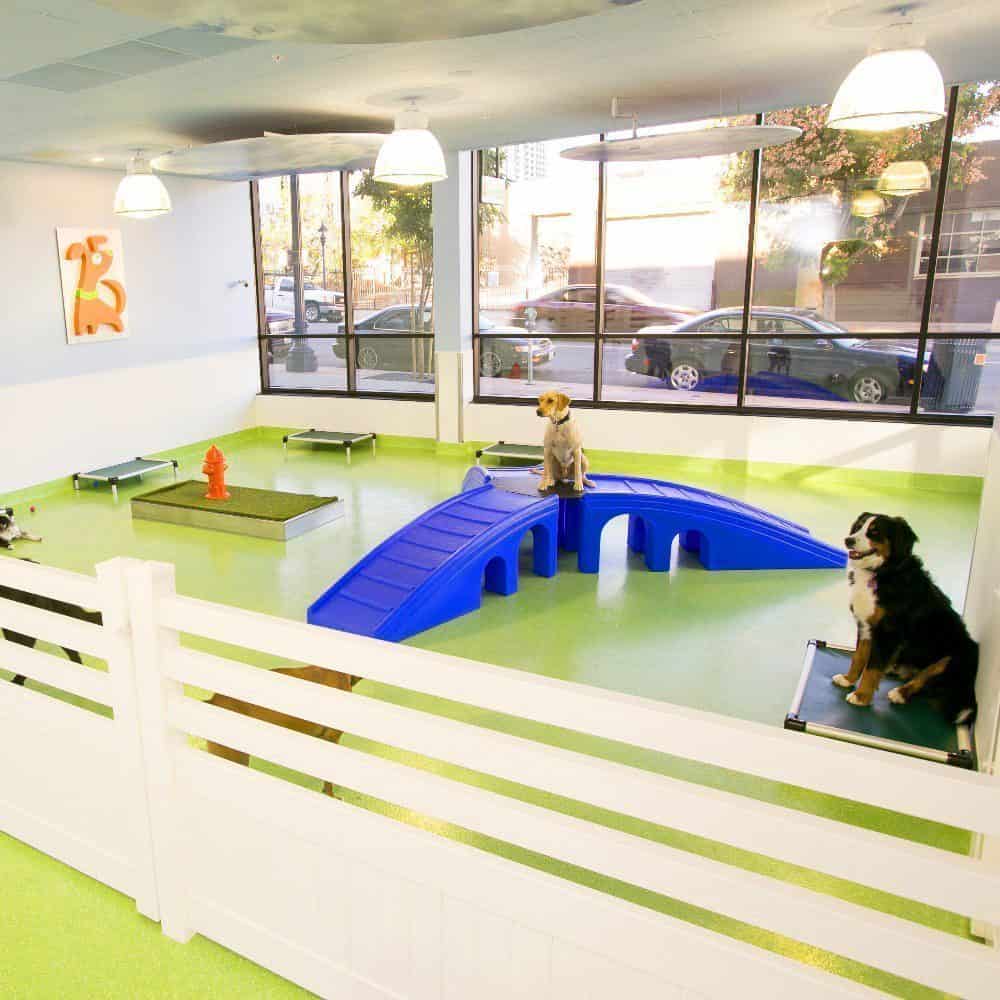 Citydog! Club: More wiggle in the wag!