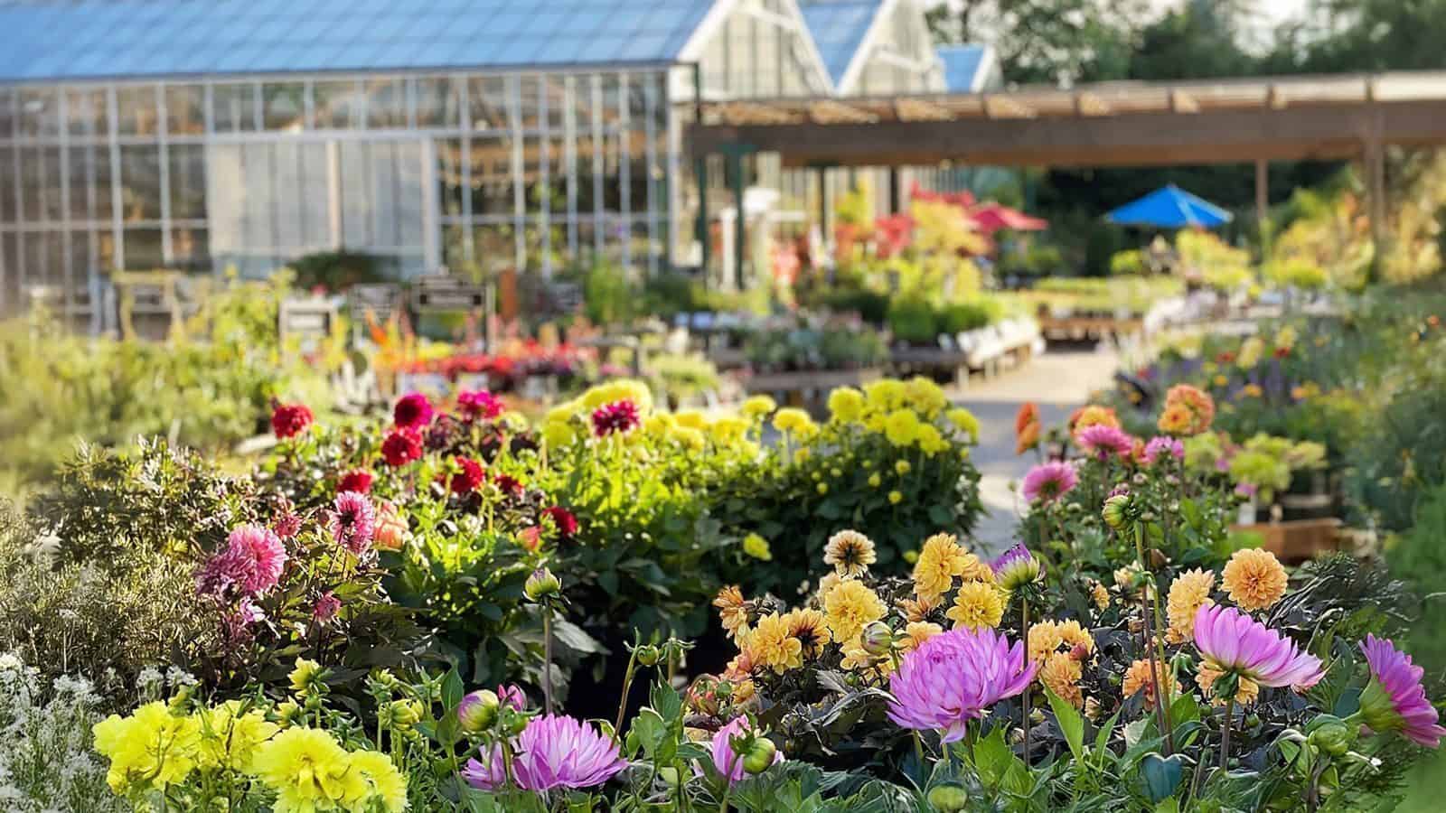 A vibrant garden center in Seattle features colorful flowers under a blue sky, with greenhouses nestled in the background.