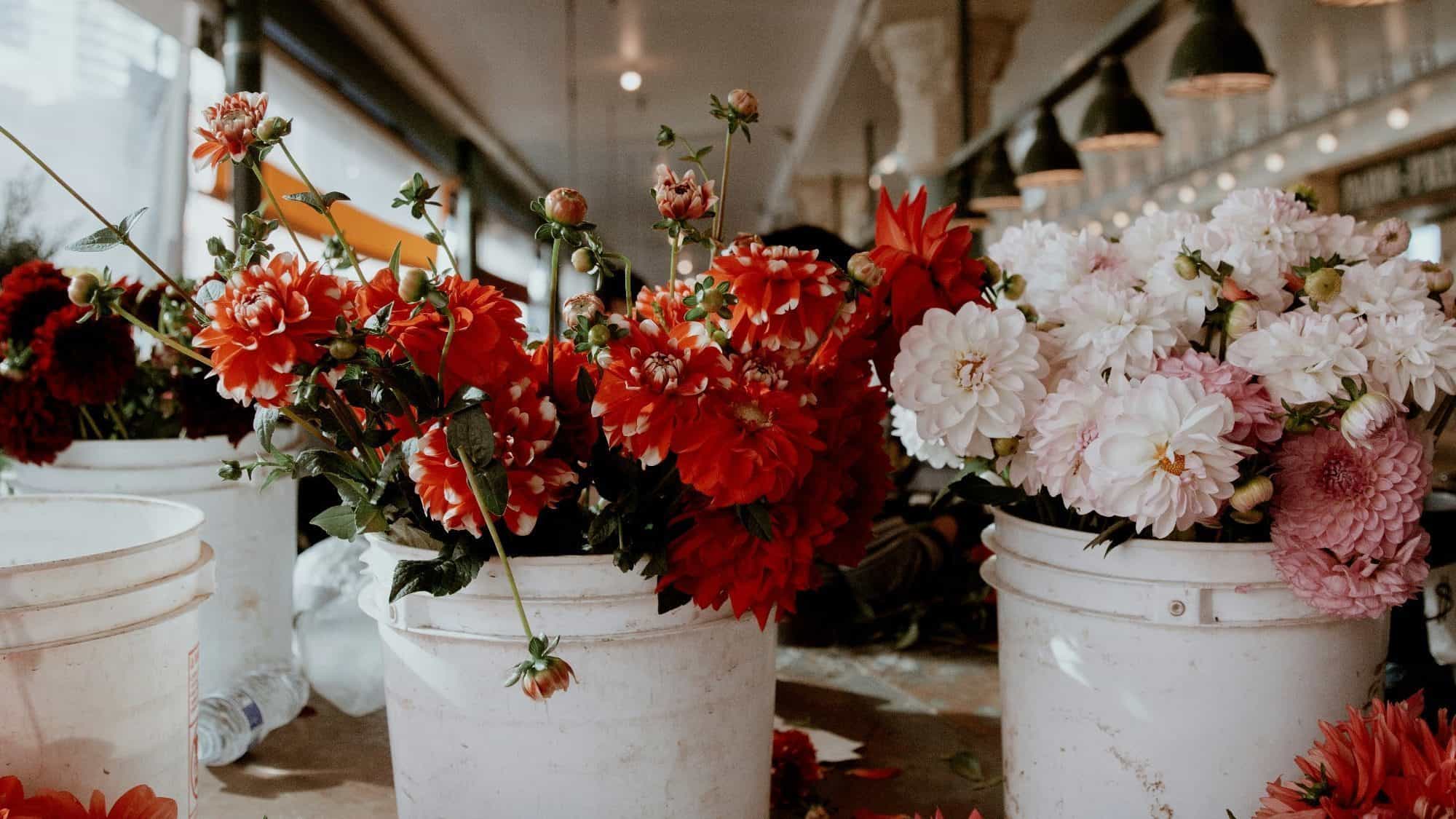 Buckets of red and white dahlias are arranged on a table in a market setting.
