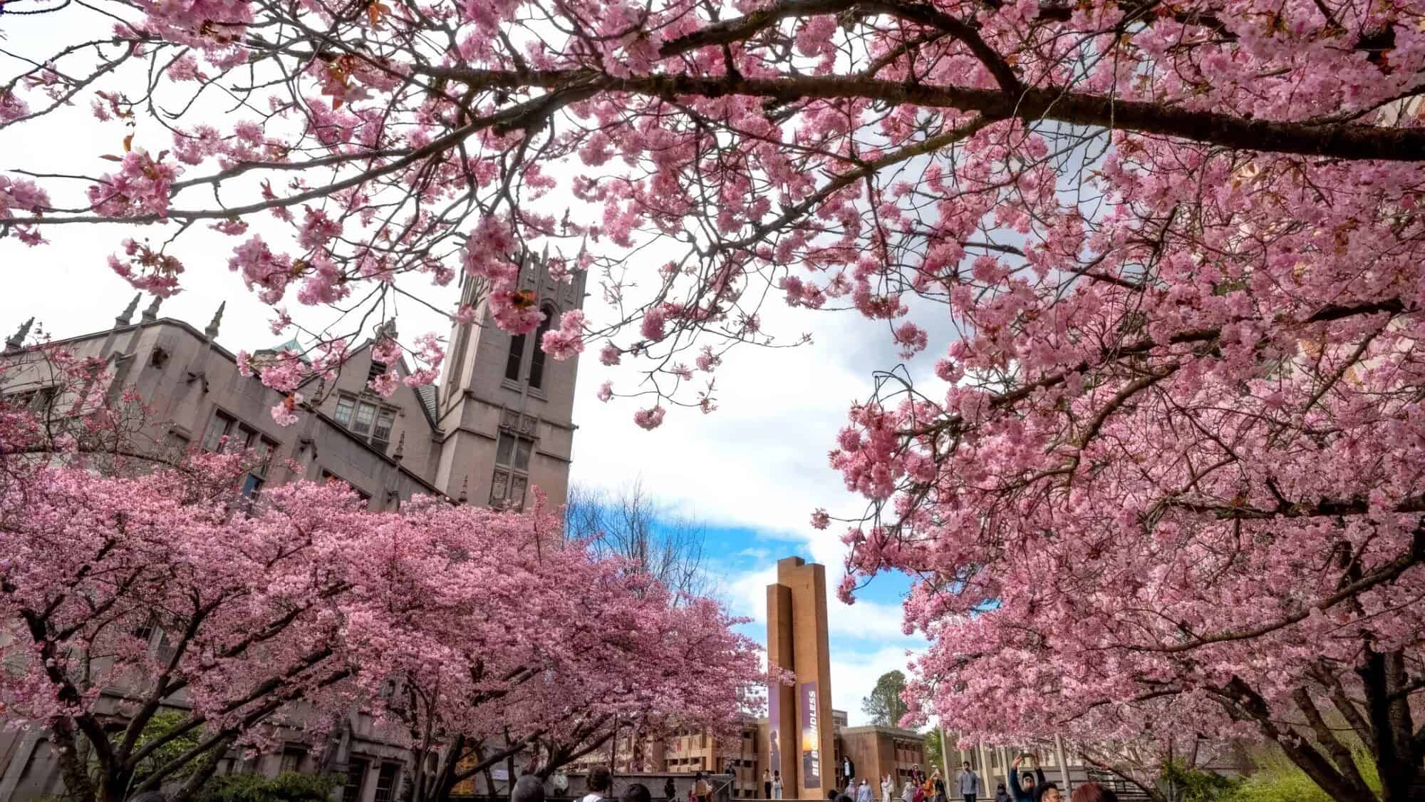 Cherry blossom trees with pink flowers in full bloom frame a campus scene with a clock tower and historic buildings.