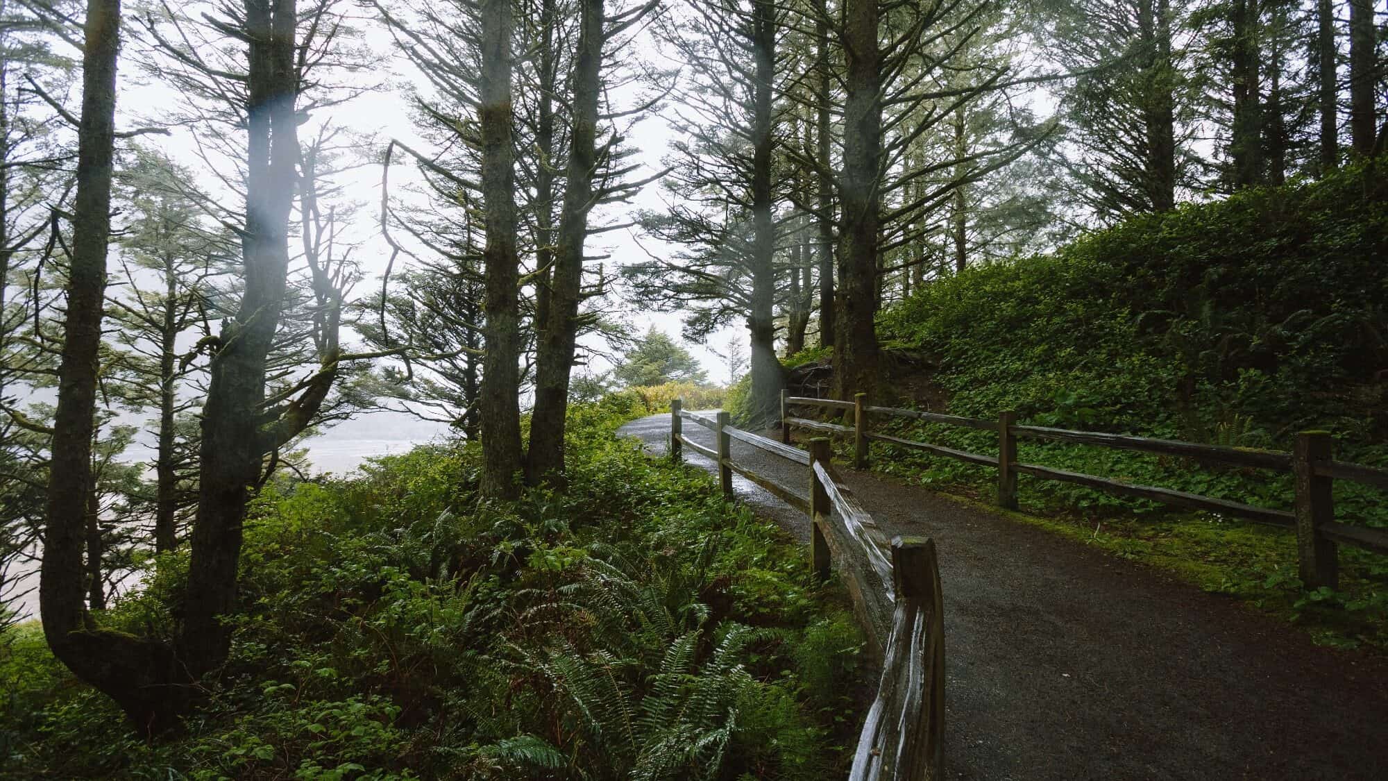 A foggy forest path bordered by a wooden fence leads through tall trees and dense greenery.