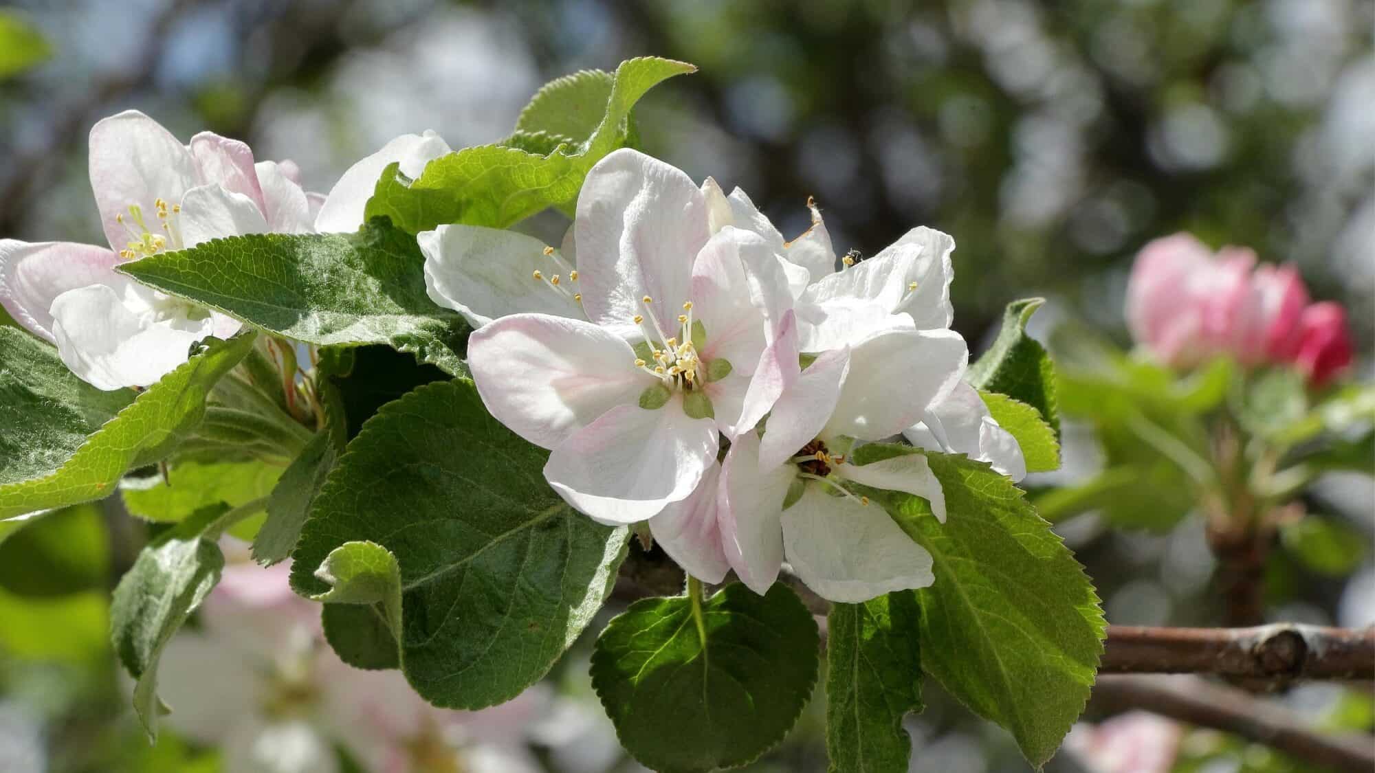 A cluster of white and pale pink apple blossoms with green leaves on a tree branch, set against a blurred outdoor background.