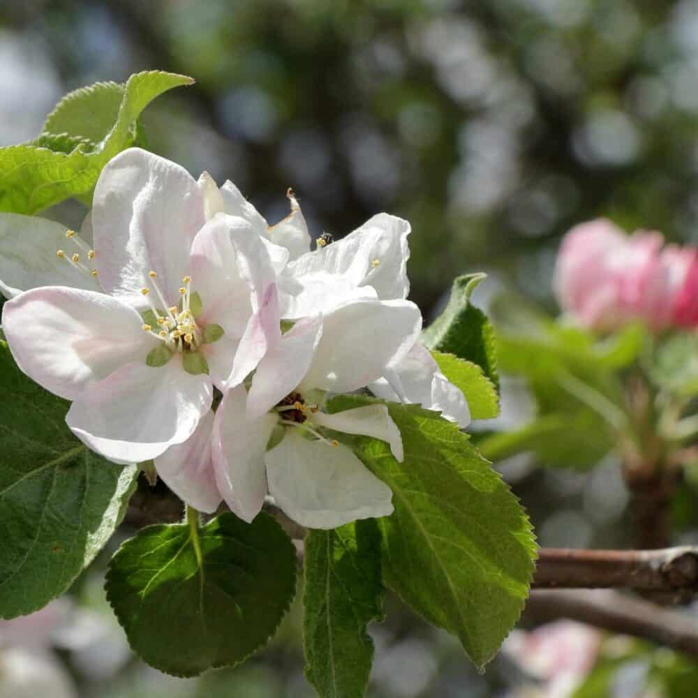 The Pulse: Smells Like Spring