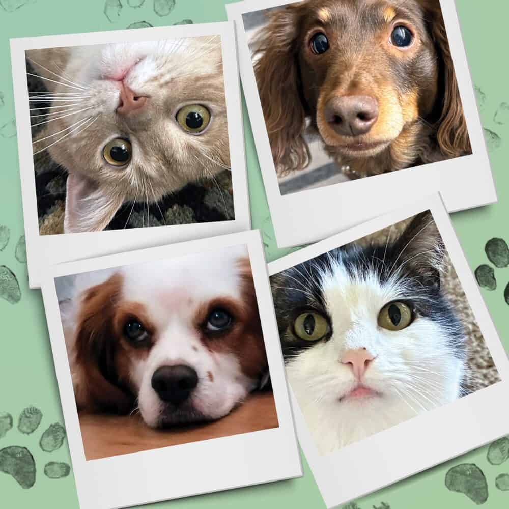 Seattle Magazine’s Critter Chronicles