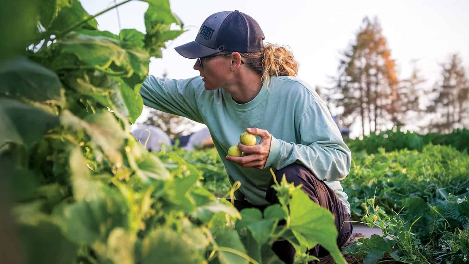 A person wearing a cap and light green shirt harvests produce and holds two yellow tomatoes while working in a lush, green field in Oregon wine country.