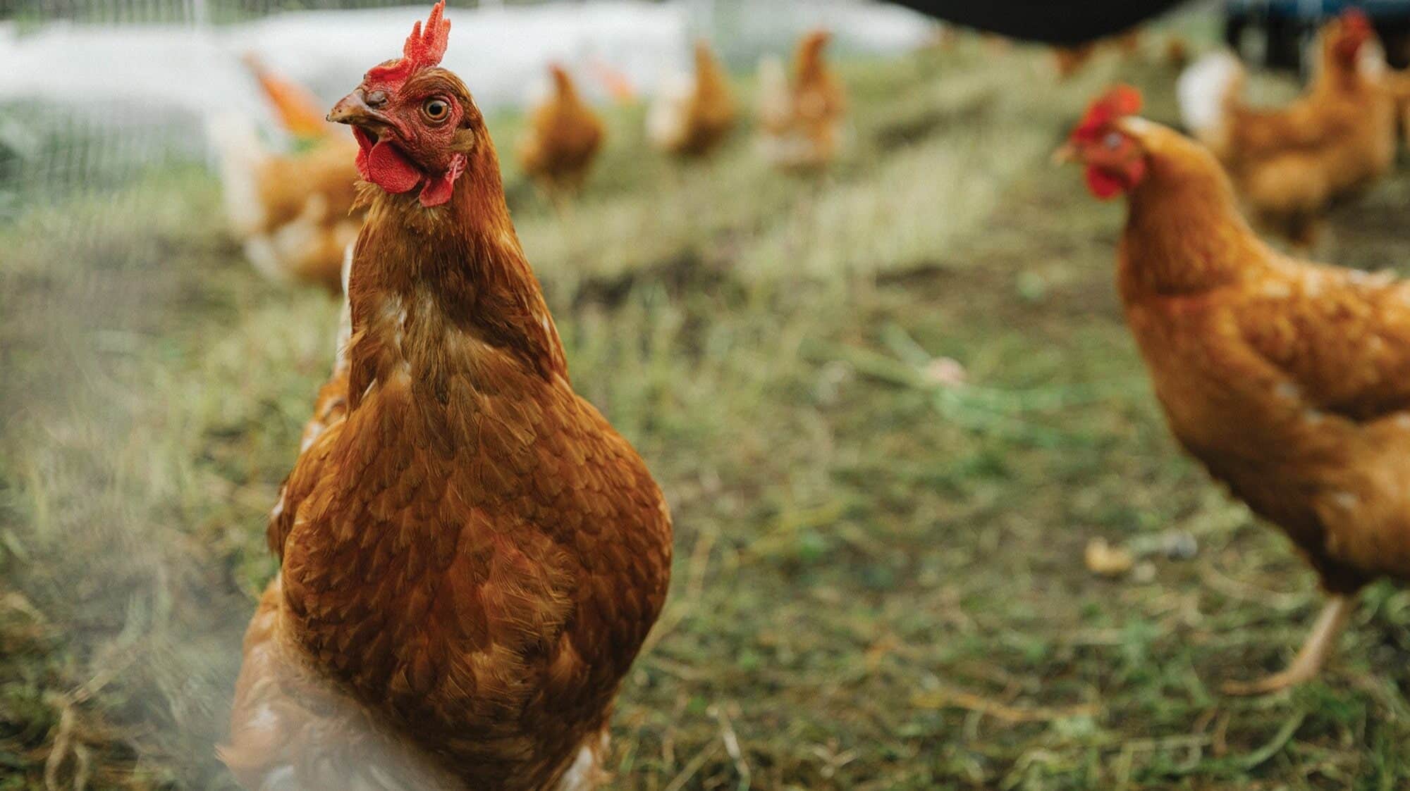 A brown chicken stands in the foreground of a grassy outdoor area, with several others scattered in the background—offering simple Lessons from the Land about community and nature.