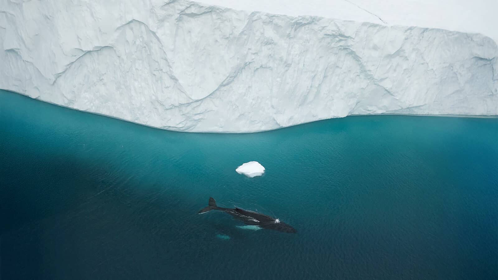 A whale swims in blue-green water near a large iceberg, as if drifting at the Edge of The Map, with a small piece of ice floating nearby.