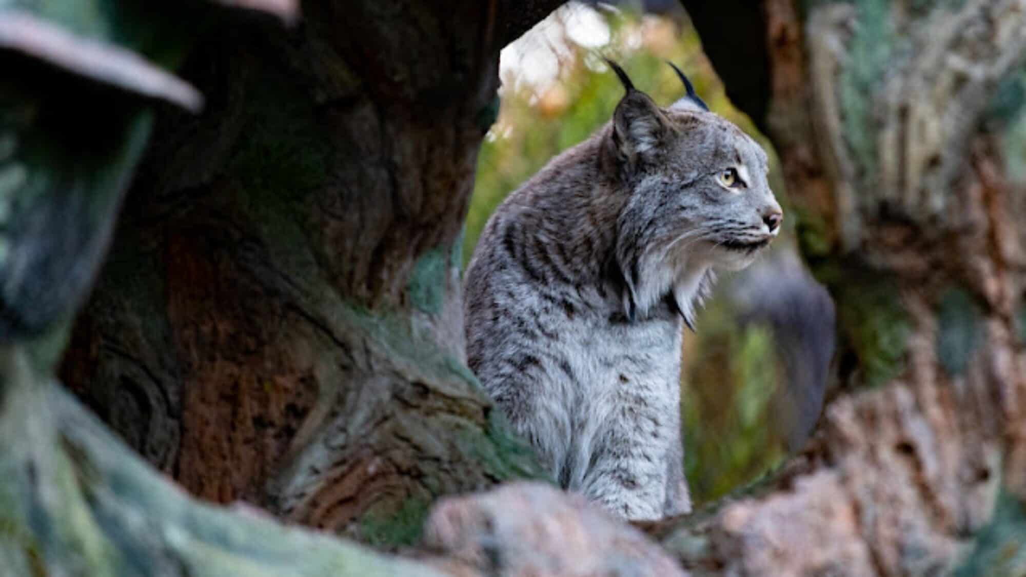 A lynx with tufted ears sits alertly, framed by the hollow of a tree trunk, looking to the right in an outdoor natural setting.