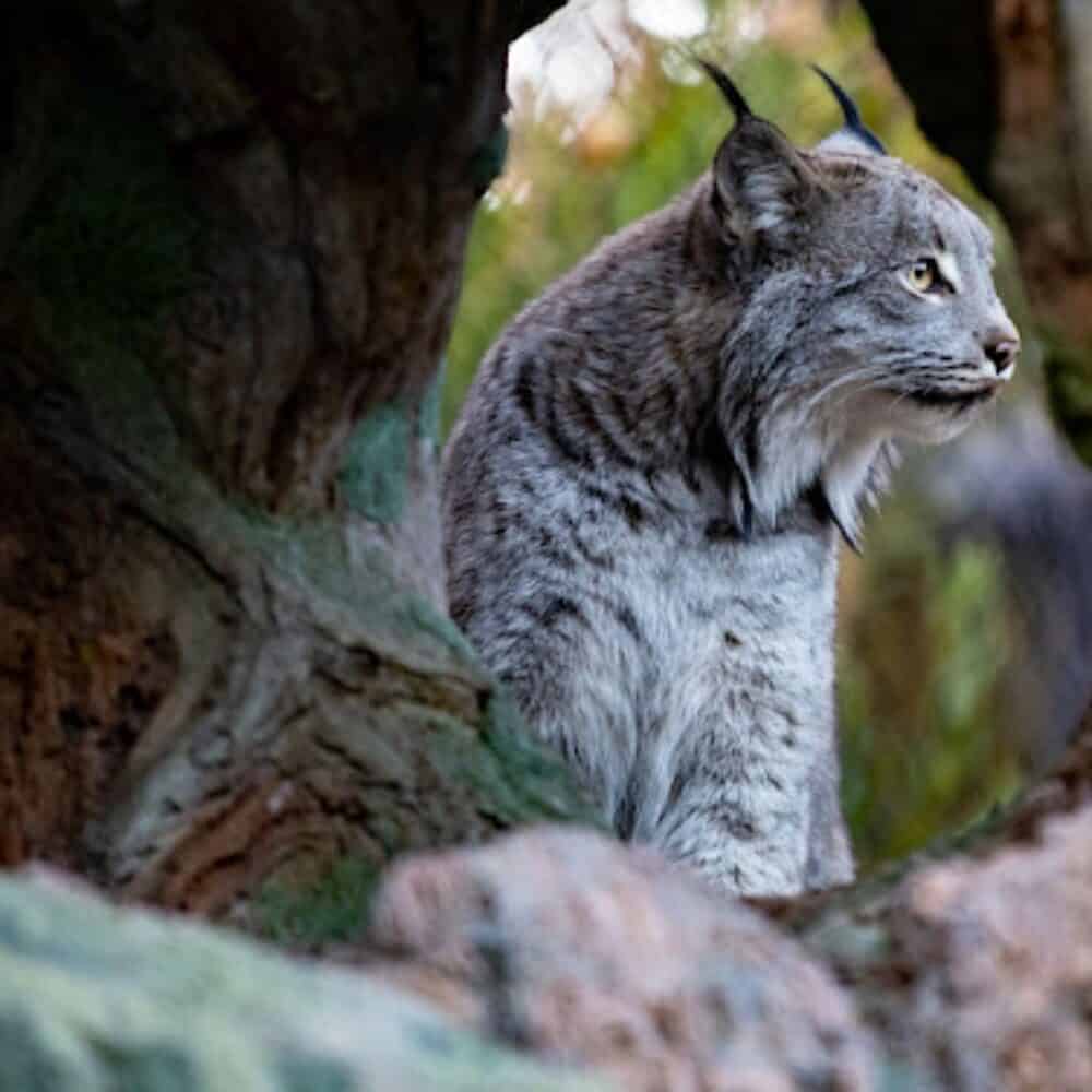 Seattle’s Call to Protect the Endangered Species Act