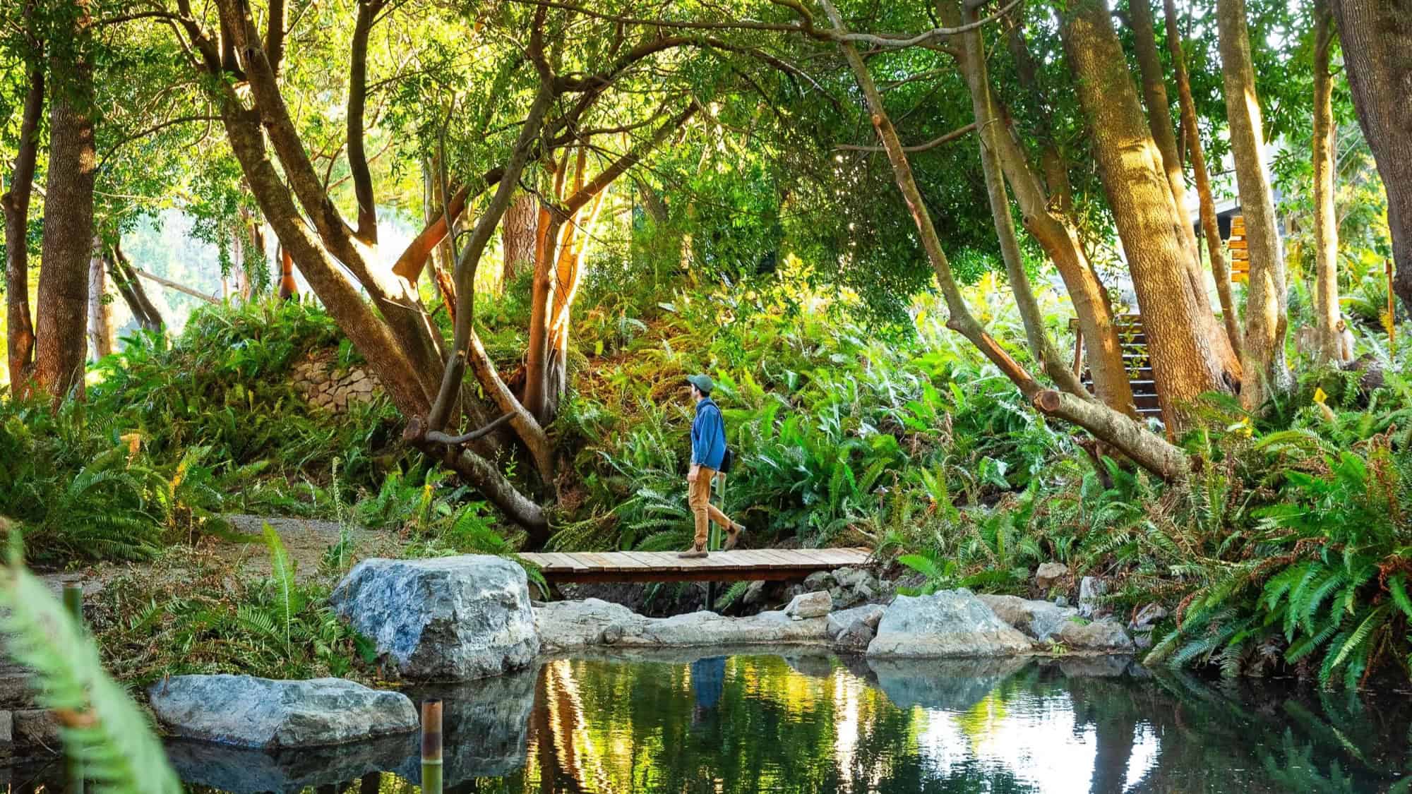 A person stands on a small wooden bridge over a pond, surrounded by lush green ferns and tall trees in a forest setting.