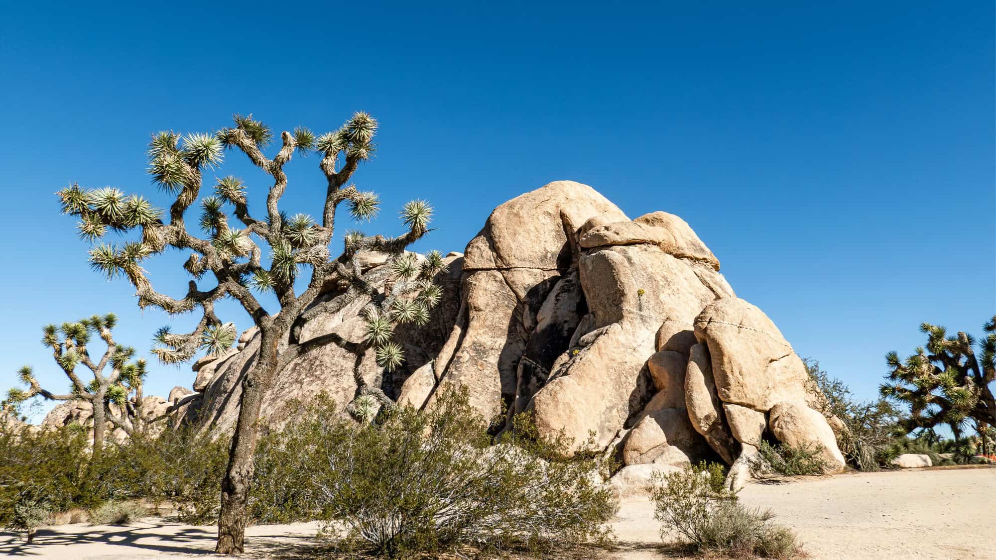 Large boulders and several Joshua trees stand under a clear blue sky in a dry desert landscape.