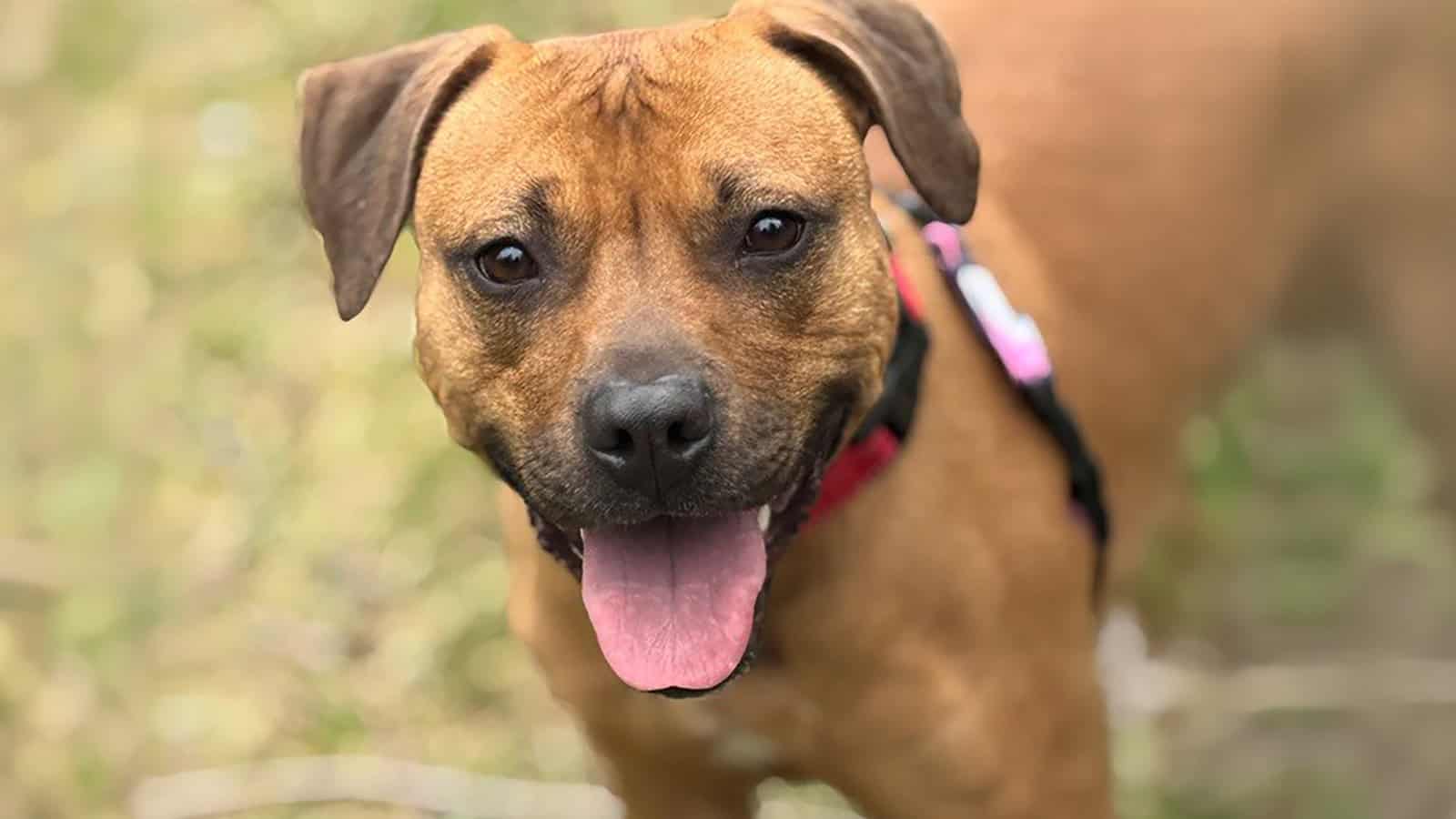 A brown dog wearing a harness stands outdoors, looking at the camera with its mouth open and tongue out.