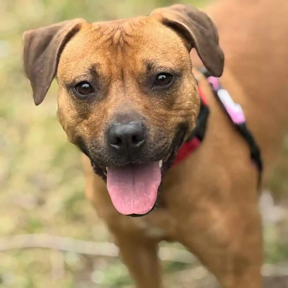 Dog of the Month: Josie