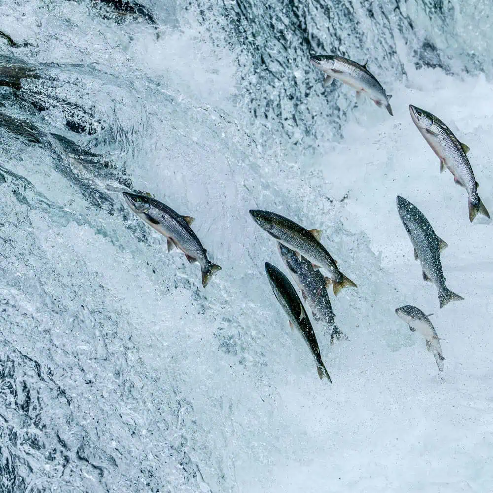 A New Climate Fund Starts With Indigenous Leadership