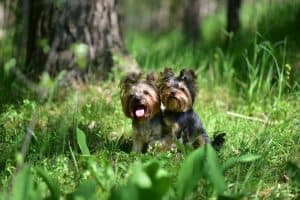 Yorkie Breeding | Yorkshire Terrier Dog