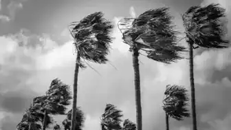 Palm Trees in a Hurricane Wind Bend with all palm leaves standing straight out