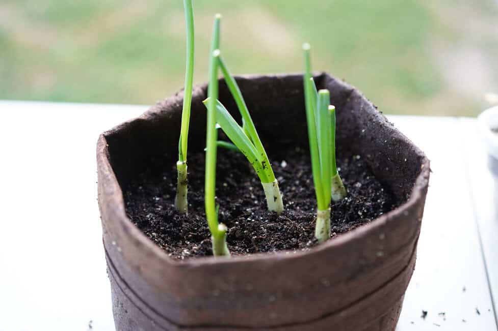 How to Cut Green Onions from Garden: Expert Tips for Fresh Harvest