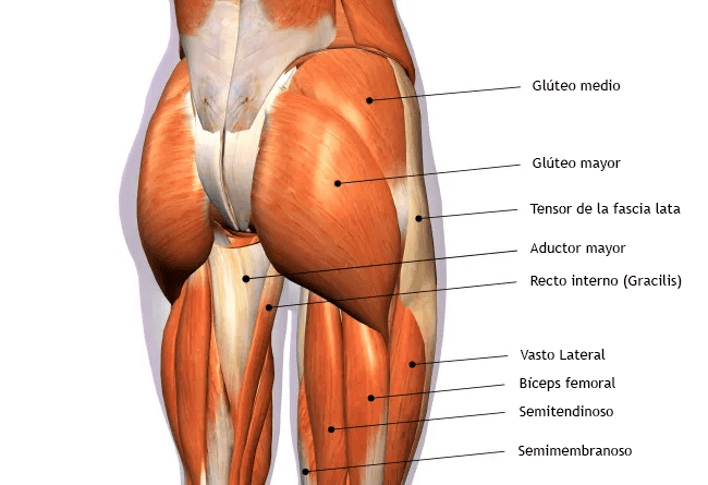 il gluteo medio esercita la banda