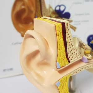 The Ear: Anatomy and Physiology
