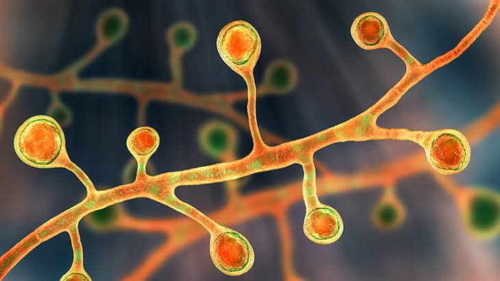 Fungal Infections: Types, Symptoms, And Natural Treatments