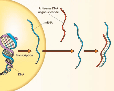 Sot therapy for lyme disease