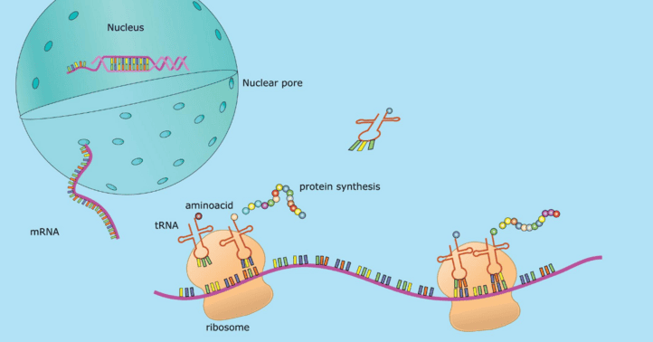 Sot therapy for lyme disease