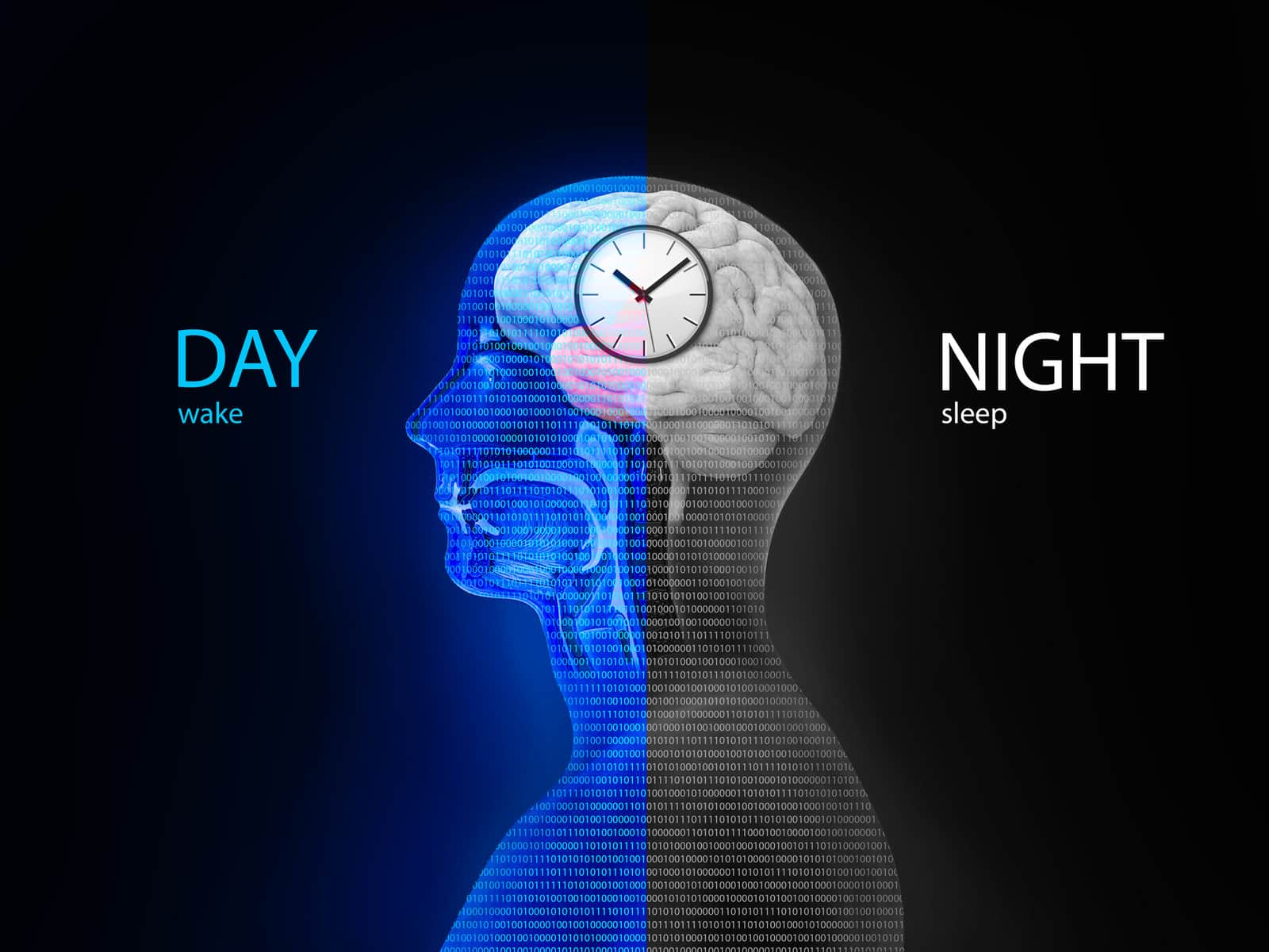 the-circadian-rhythm-and-sleep-wake-cycle-how-exposure-to-sunlight-regulates-melatonin-secretion-in-the-human-brain-and-body-processes-3d-render-illustration