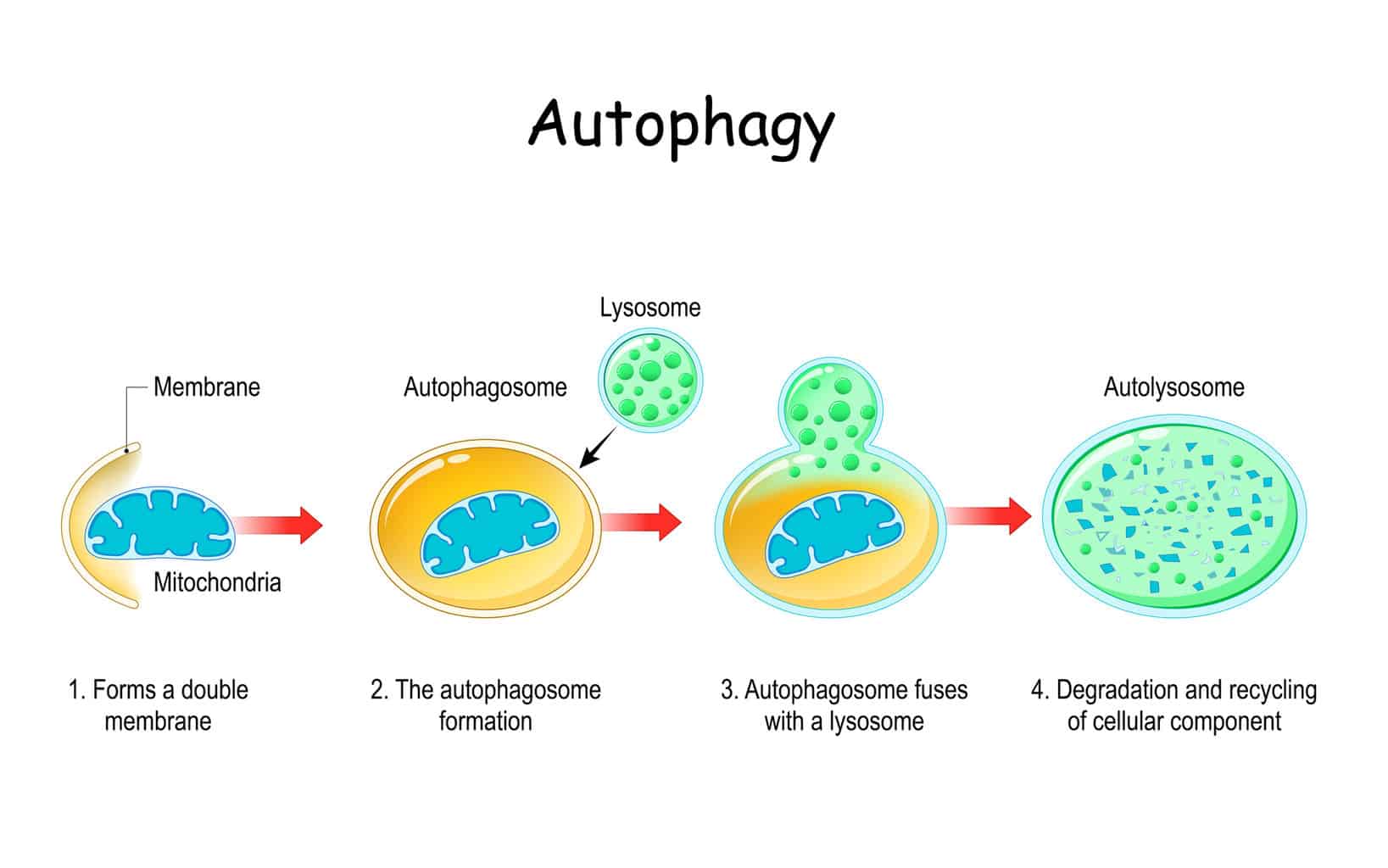 autophagy-steps-schematic-diagram-natural-mechanism-in-the-cell-that-removes-unnecessary-components-vector-illustration