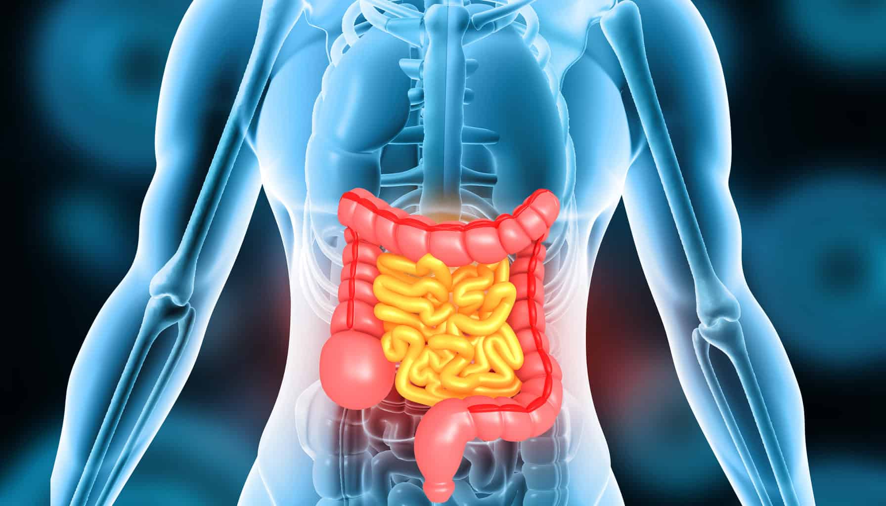 human-body-digestive-system-anatomy-on-scientific-background-3d-illustration
