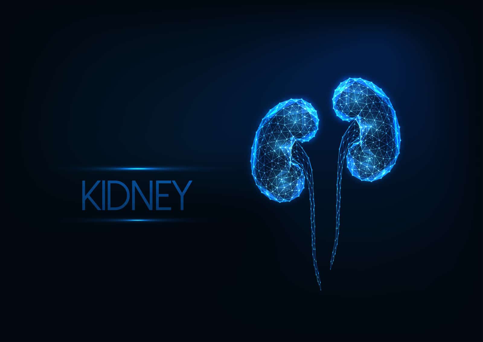futuristic-glowing-low-polygonal-human-kidneys-made-of-lines-light-particles-isolated-on-dark-blue-background-internal-organs-medical-research-concept-modern-wire-frame-design-vector-illustration