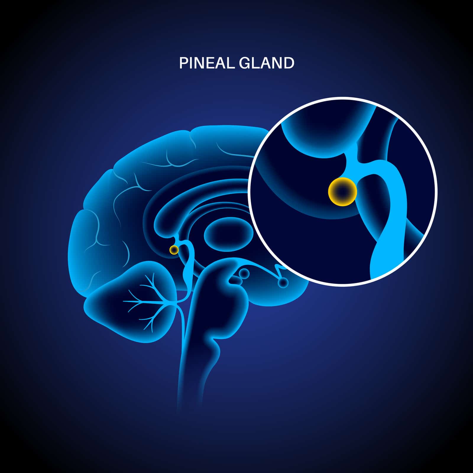 pineal-gland-and-epithalamus-anatomy-in-the-human-brain-endocrine-system-production-of-melatonin-serotonin-derived-hormone-neuroendocrine-secretory-circumventricular-organ-3d-vector-illustration