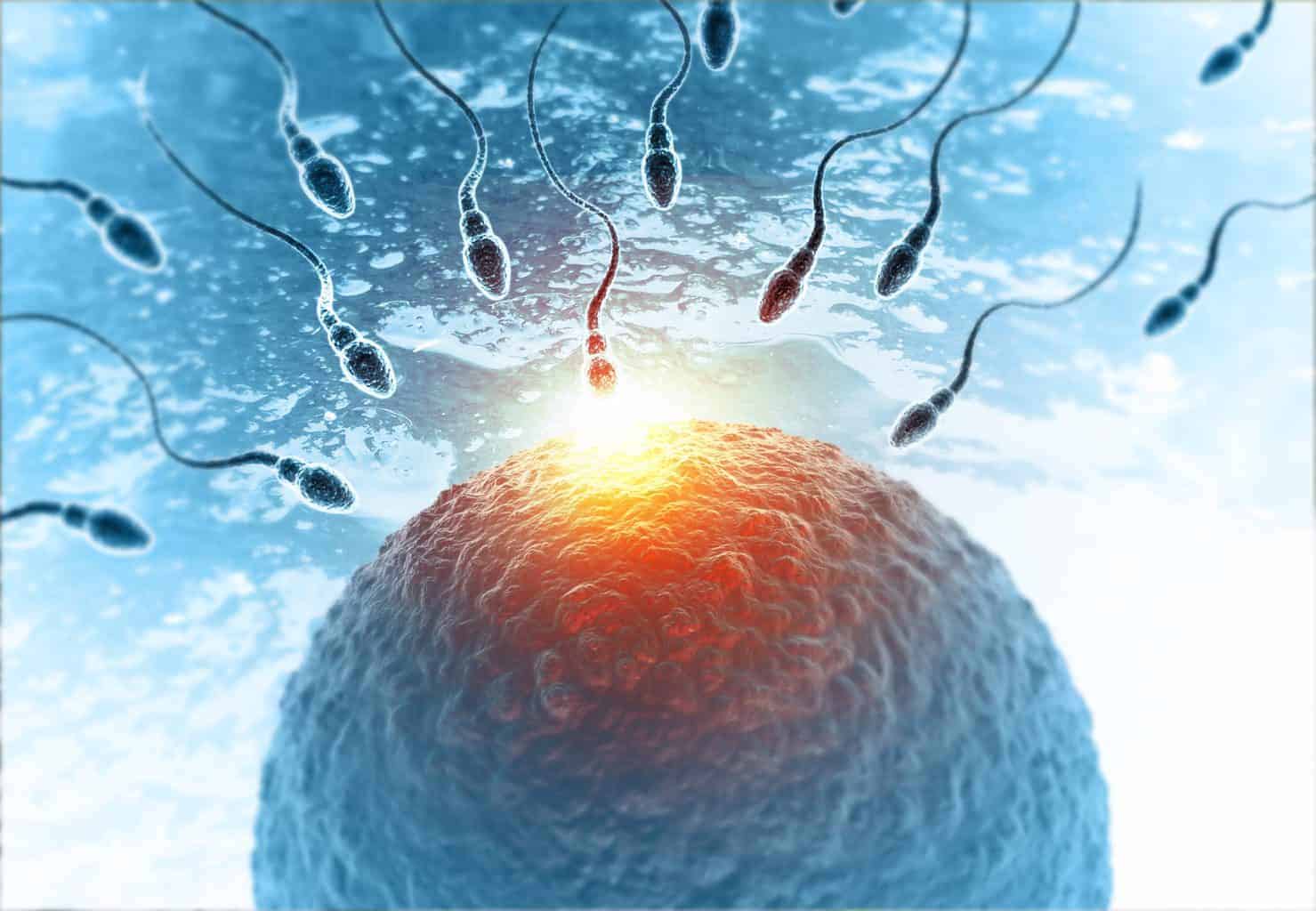 sperm-with-egg-on-abstract-medical-background-3d-illustration