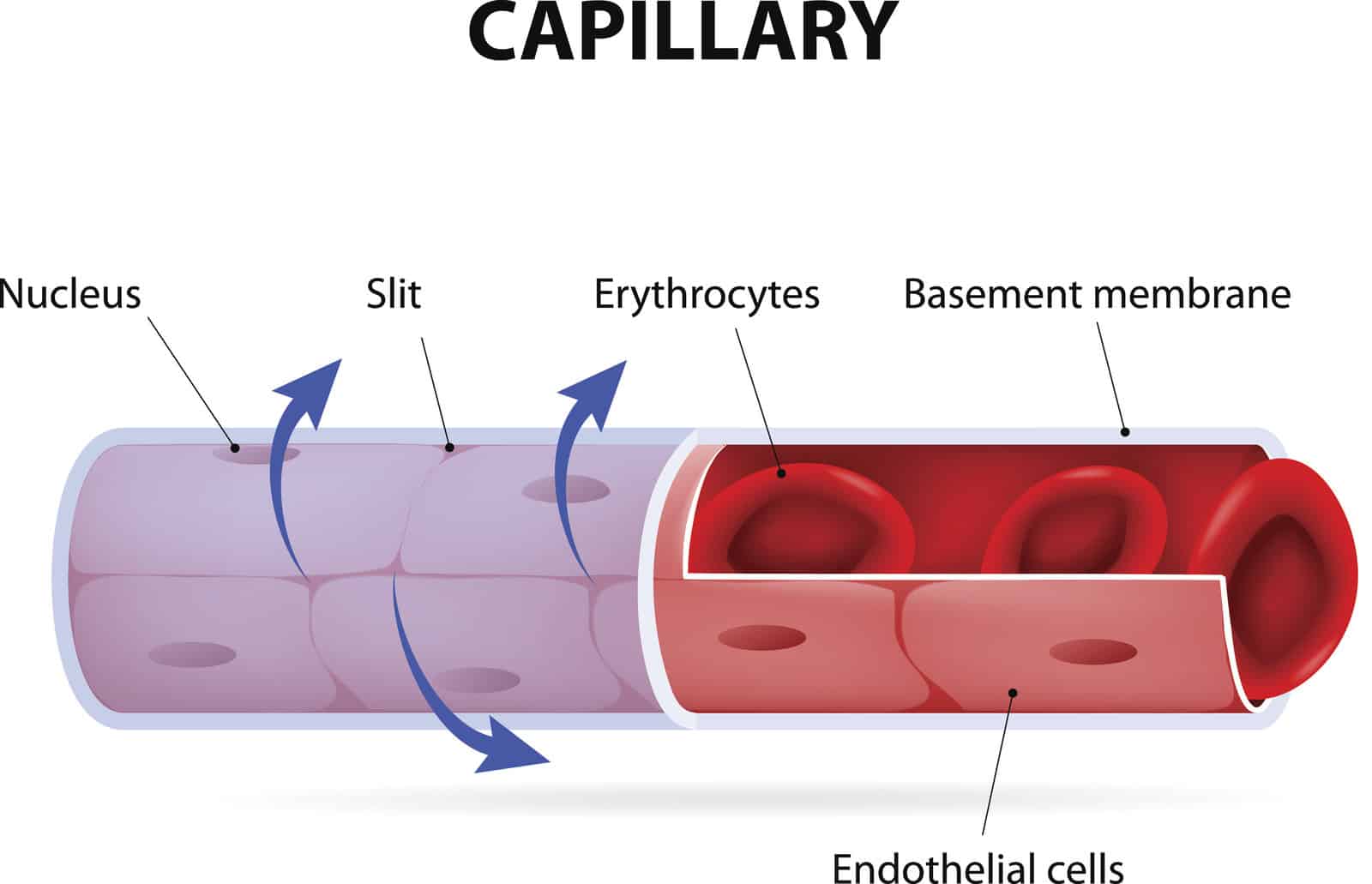 capillary-blood-vessel-labelled-vector-diagram