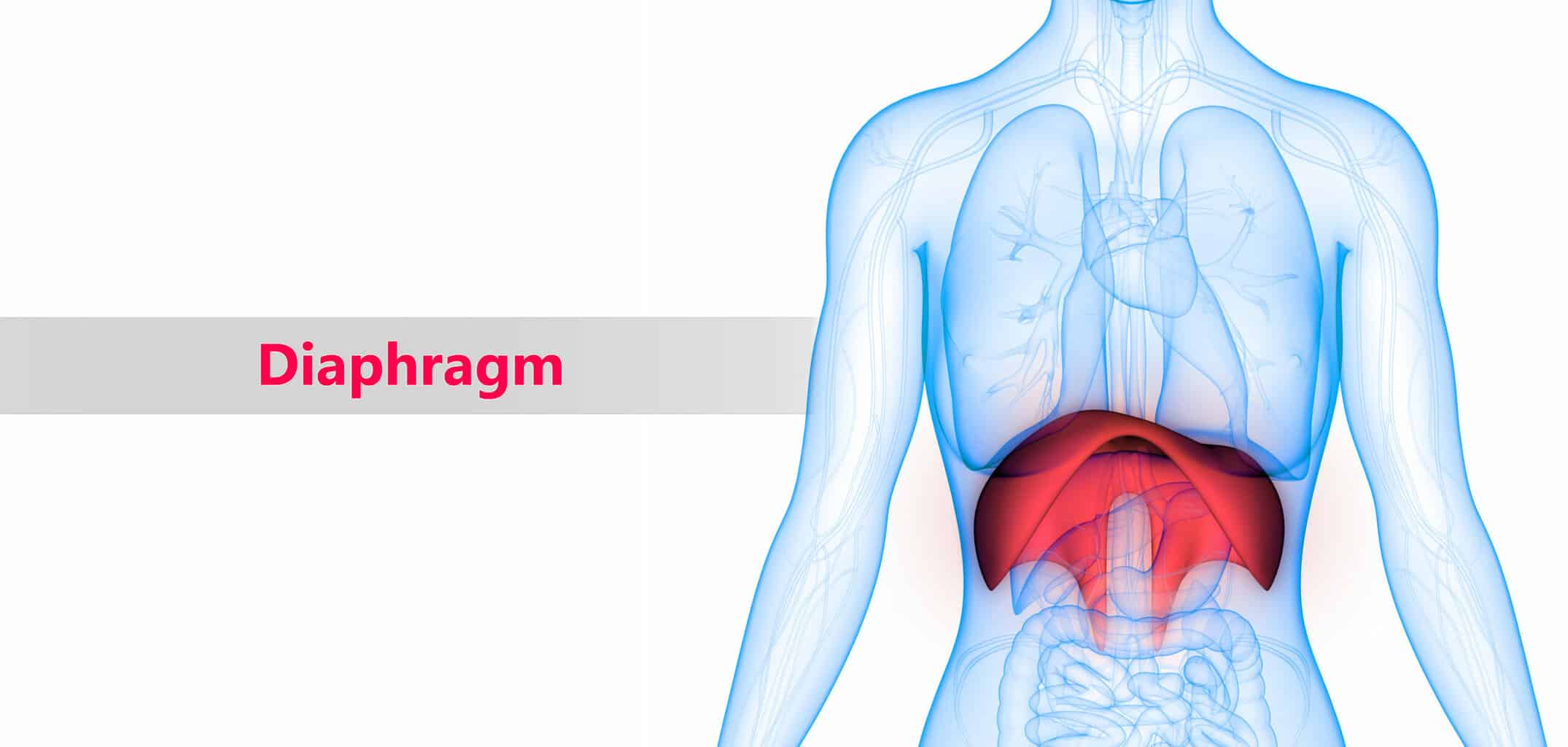 3d-illustration-of-human-body-organs-diaphragm-anatomy