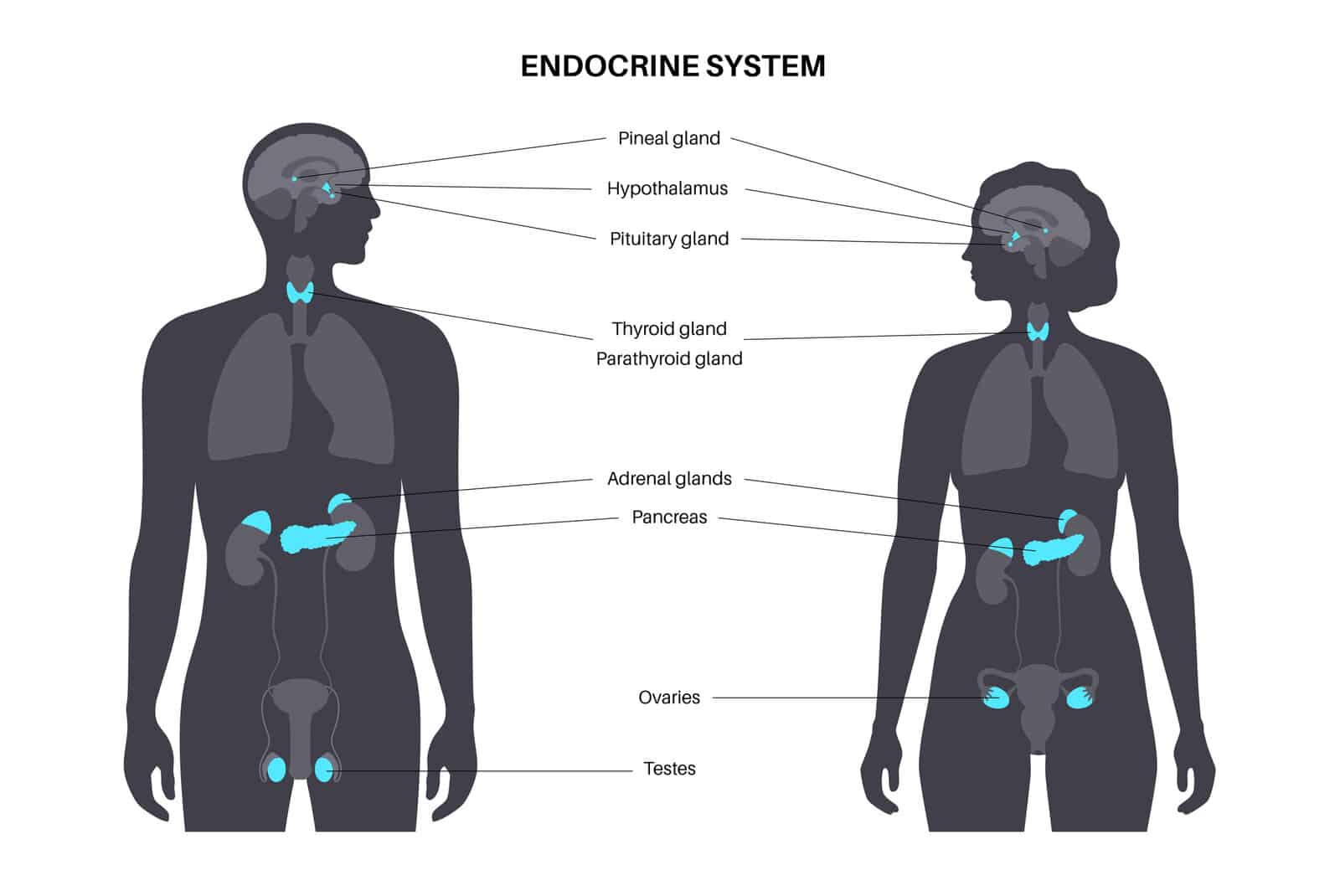 endocrine-system-in-human-body-adrenal-glands-thyroid-parathyroid-and-pancreas-in-male-and-female-silhouette-pineal-and-pituitary-glands-in-brain-complex-network-of-organs-vector-illustration