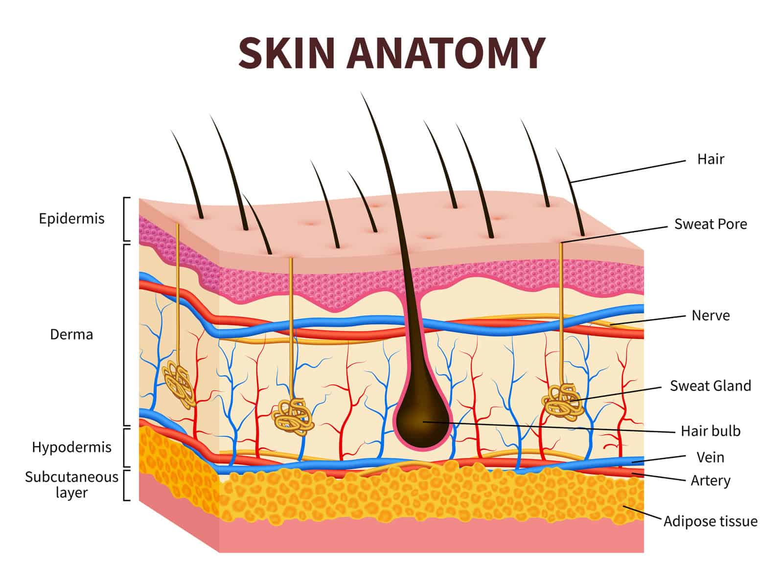 human-skin-layered-epidermis-with-hair-follicle-sweat-and-sebaceous-glands-healthy-skin-anatomy-medical-vector-illustration